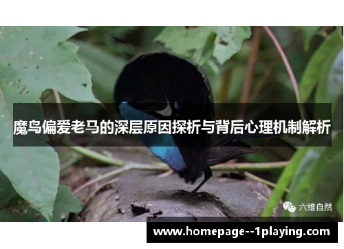 魔鸟偏爱老马的深层原因探析与背后心理机制解析